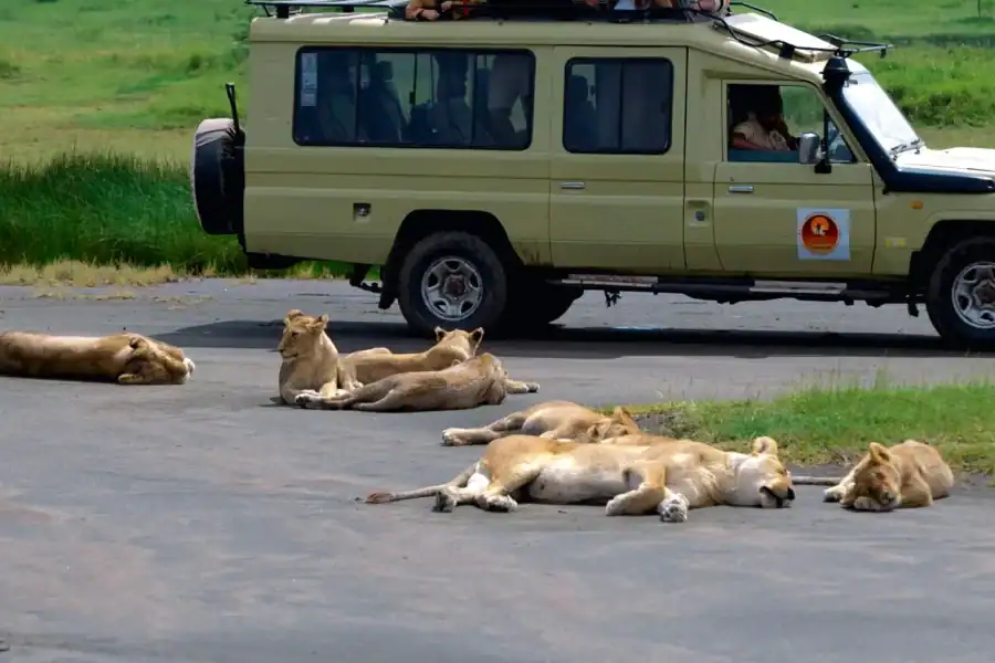 🕓Ngorongoro Crater: Full-Day Safari Tour