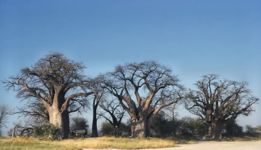 🌵 Nxai Pan National Park (Botswana)