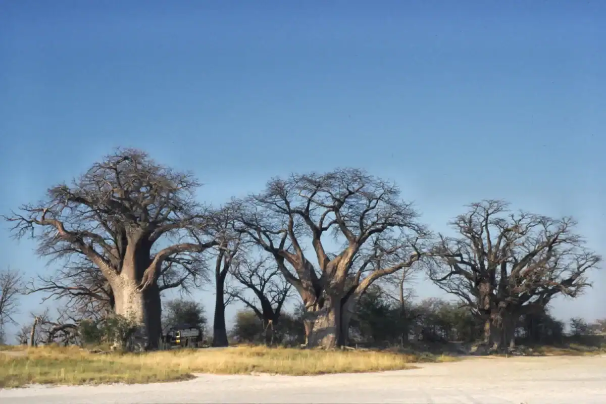 🌵 Nxai Pan National Park (Botswana)