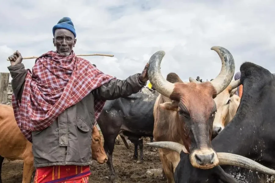 🕓Nyahururu: Rumuruti livestock market visit with local guide