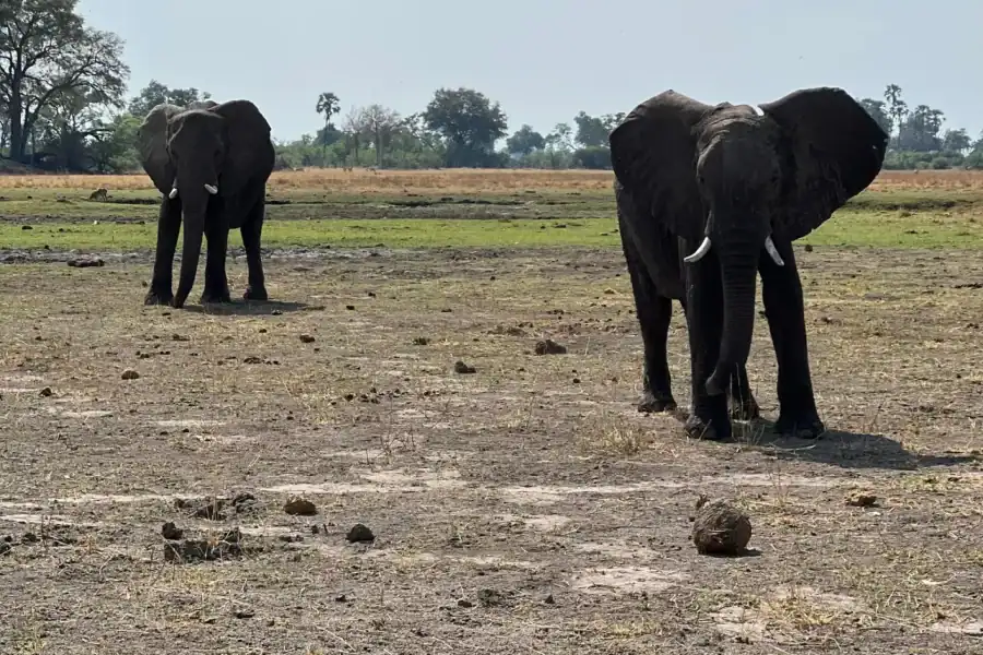 🕓Okavango : Moremi Game Reserve Guided Safari Adventure