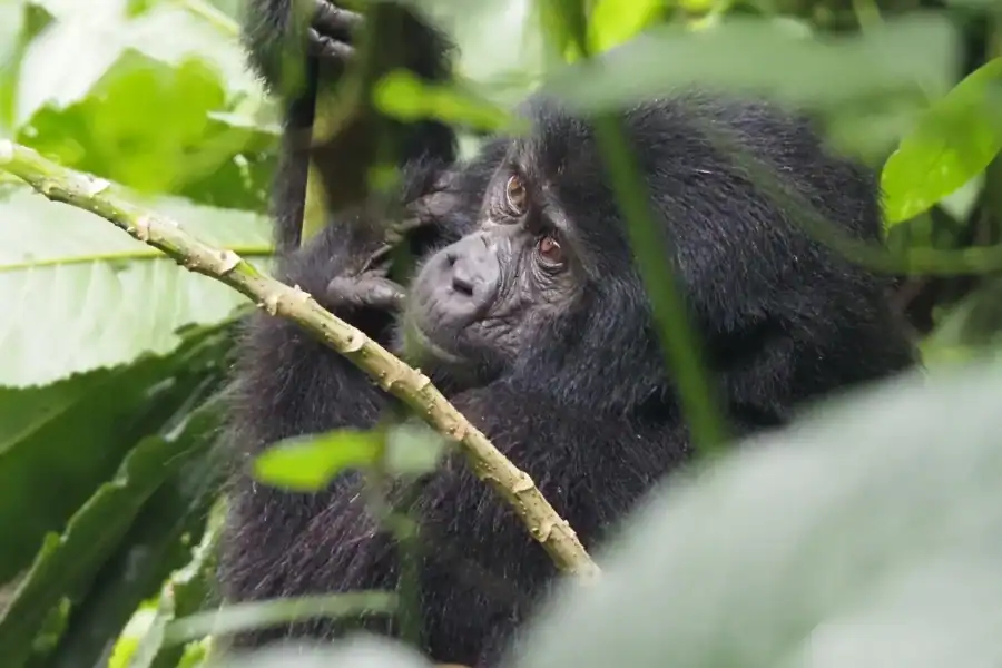 🕓One Day Bwindi Impenetrable Forest Gorilla Trek Tour