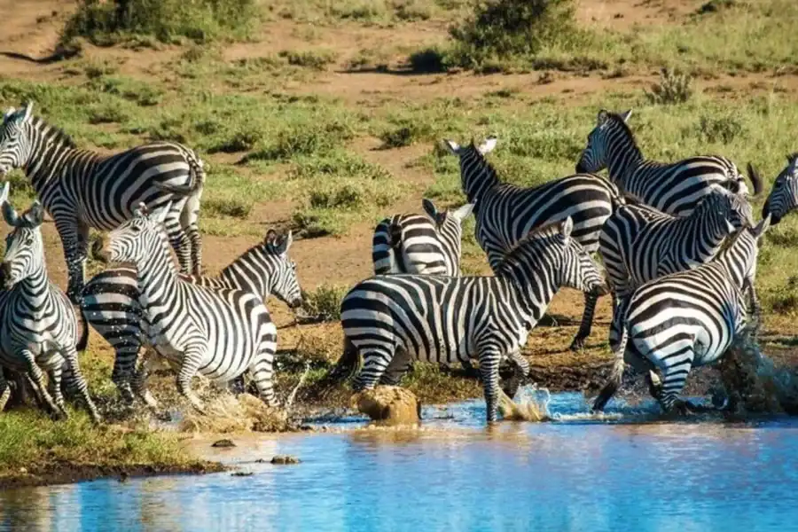 🕓Overnight Amboseli National Park Safari From Nairobi