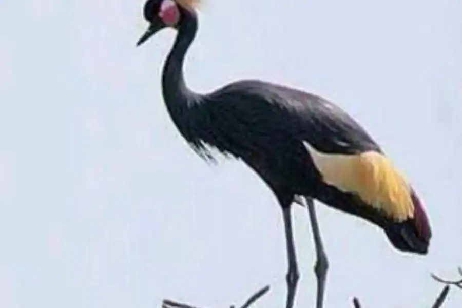 🕓Overnight Birdwatching tour