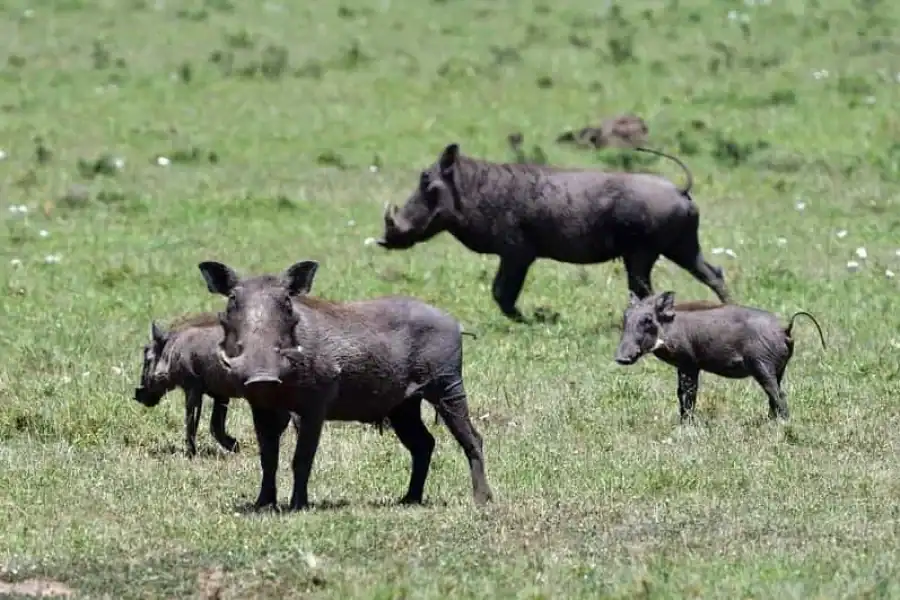 🚸Overnight Private Safari To Maasai Mara