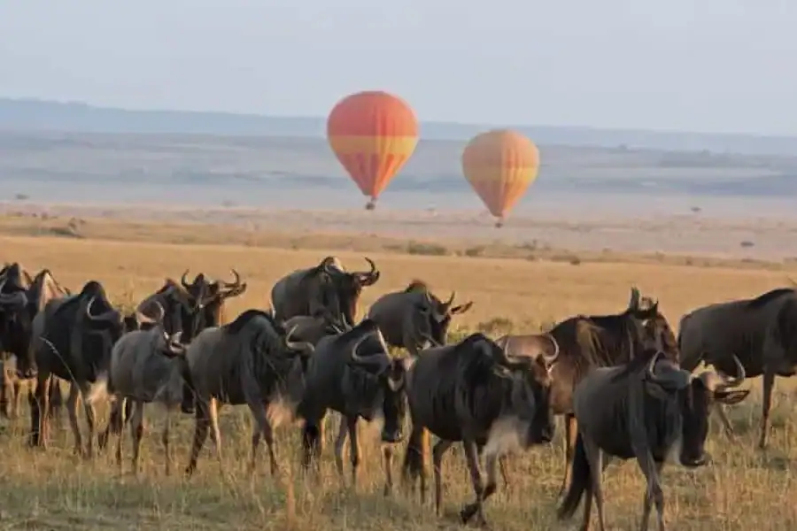 🚸Overnight Private Safari To Masai Mara From Nairobi
