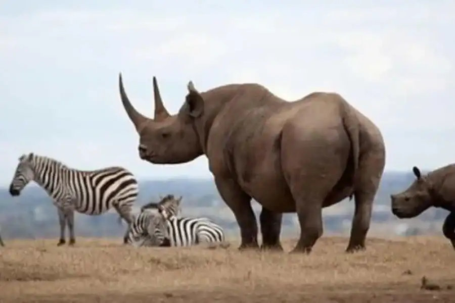 🚸Overnight Safari To Aberdare National Park From Nairobi