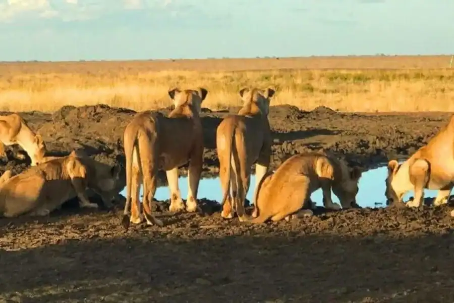 🕓Overnight Safari to Tsavo East From Diani Beach