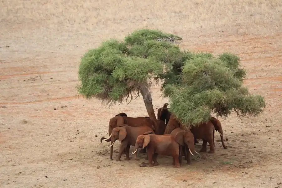 🕓Overnight safari to Tsavo East from Mombasa / Diani Beach