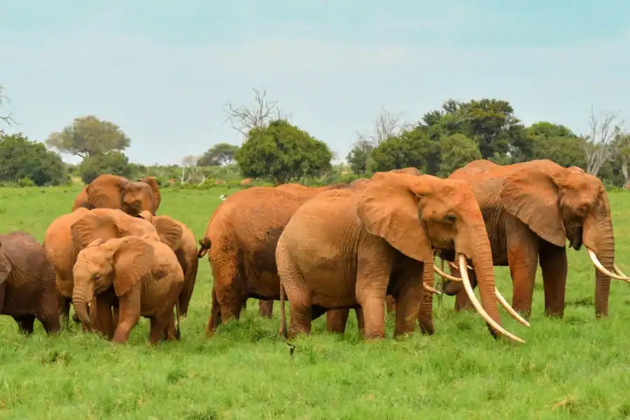 🕓Overnight Safari to Tsavo East National Park from Mombasa