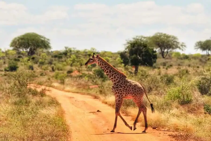 🚸Overnight Safari To Tsavo East National Park From Mombasa