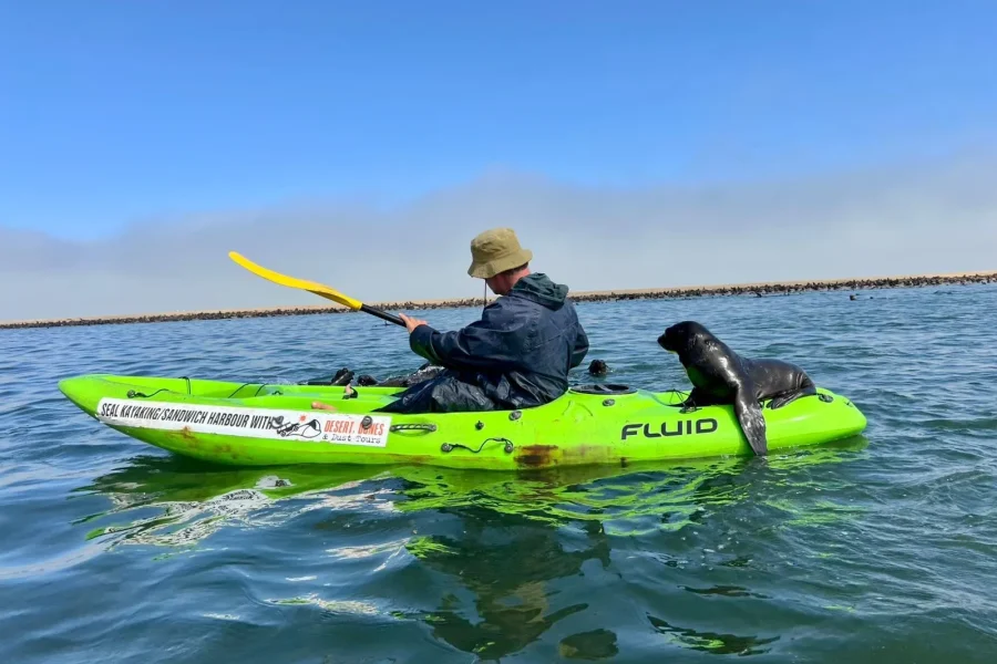 🕓Pelican Point Seal Kayaking Adventure