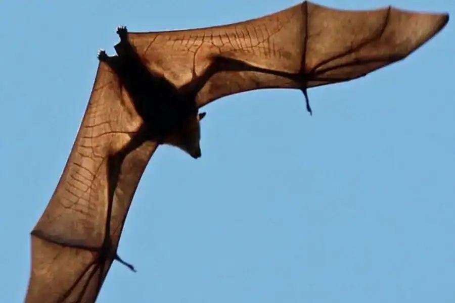 🕓Pemba Island: Flying Fox Sanctuary Tour