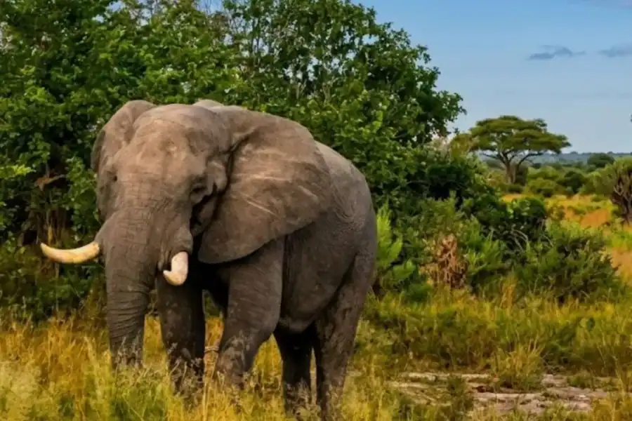 🕓Pilanesberg Big Five Safari from Johannesburg with Open Jeep