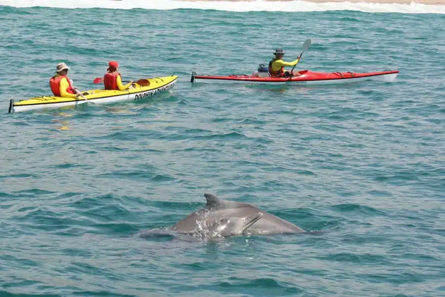 🕓Plettenberg Bay: Guided Sea Kayak Tour