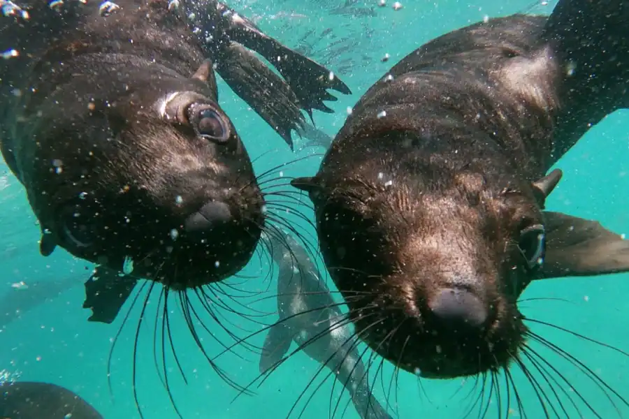 🕓Plettenberg Bay: Seal Colony Viewing Excursion