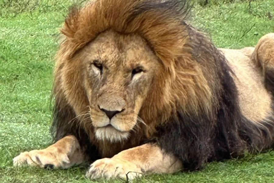 🕓Port Elizabeth: Schotia Game Reserve Safari with Port Pickup