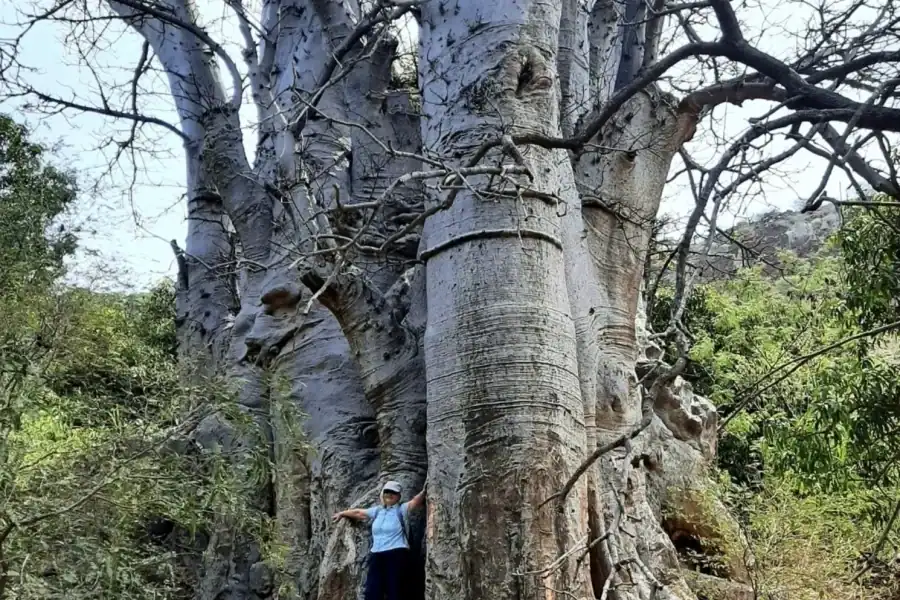 🕓Praia: Baobab Mysterious Tree, Green Valley& Old City Hike