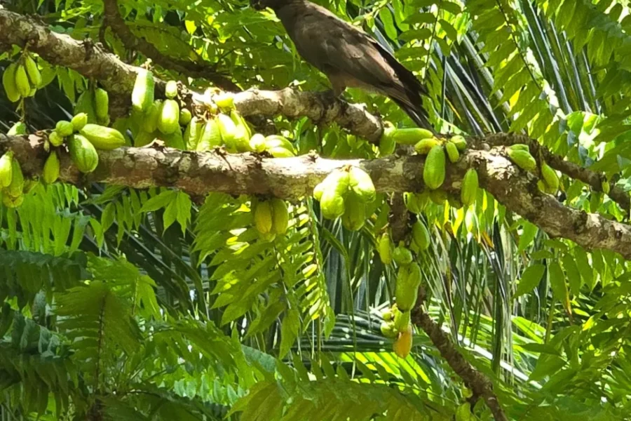🕓Praslin:Private Tour ValleDeMai,CoteD'orMuseum& AnseLazio