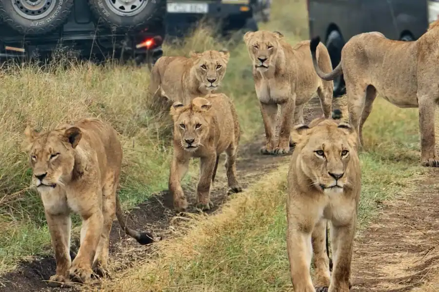 🕓Private Nairobi National Park Safari with Free wifi