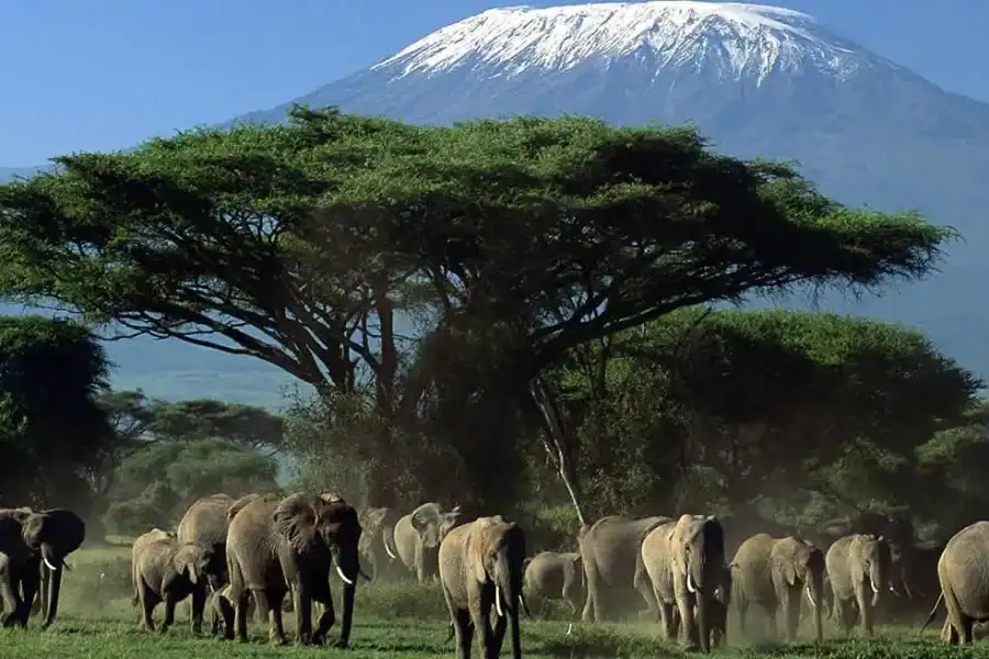 🕓Private Safari Day-Tour in Amboseli National Park