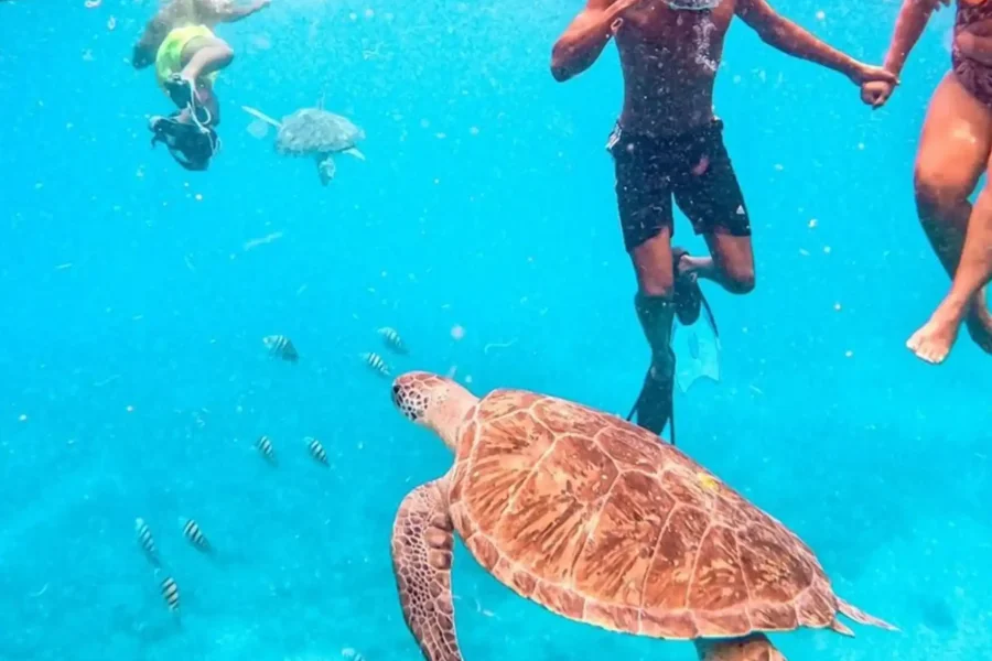 🕓Private Snorkel Experience with Sea Turtle for Cruisers