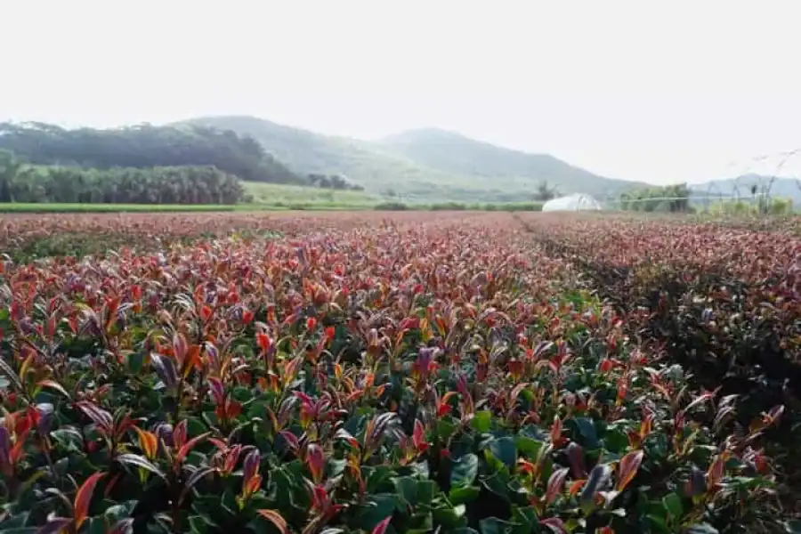 🚸Purple Tea Farm Tour From Nairobi With Tea Tasting & Lunch