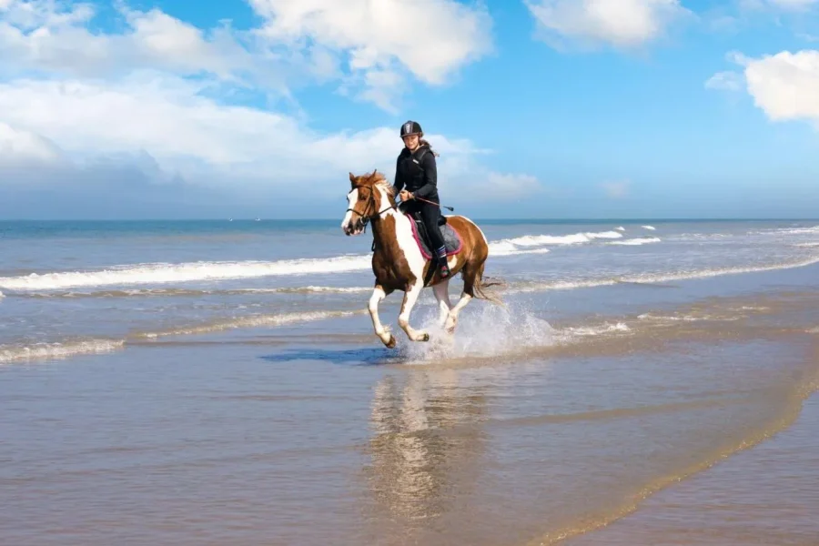 🕓Red Sea : Horse Riding Beach and Desert Tour With Transfer