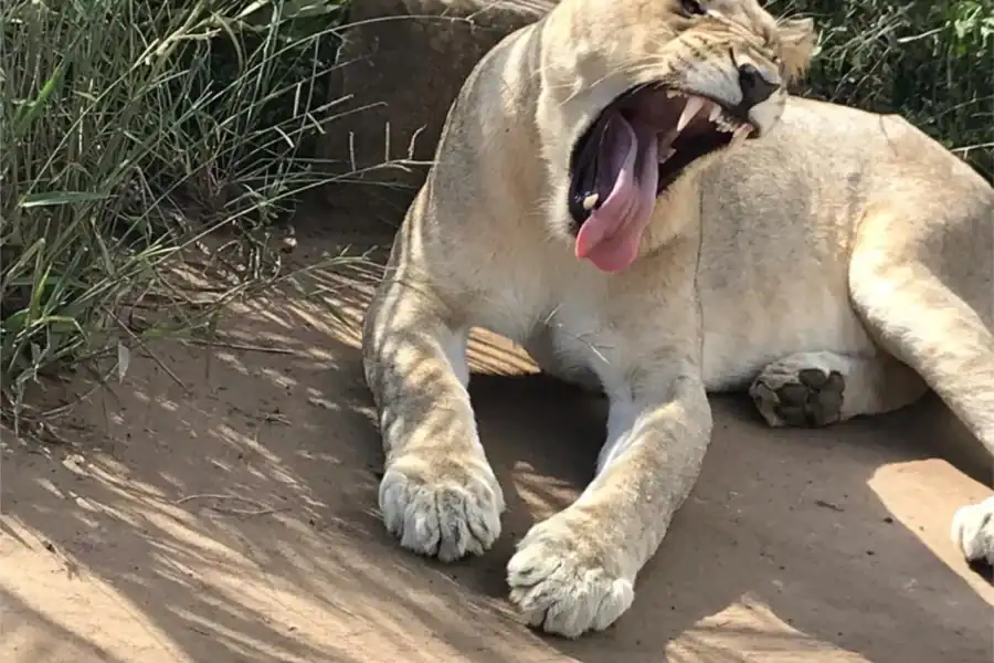 🕓Richards Bay to Hluhluwe-Imfolozi Park Safari Full Day Tour