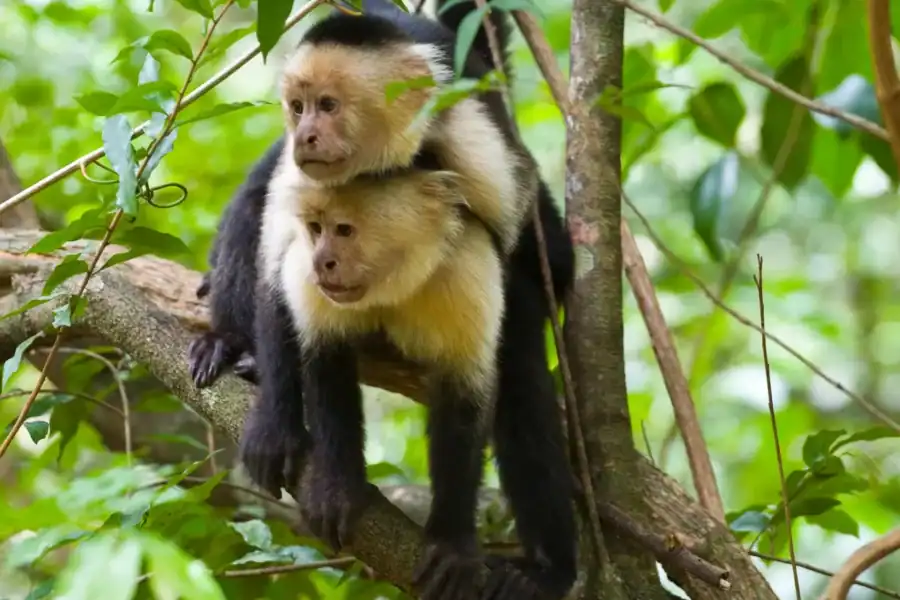 🕓Rincón de la Vieja: One-Day Nature Tour