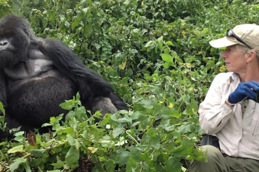 🕓Rwanda 2-Day Gorilla Trekking in volcanoes national park
