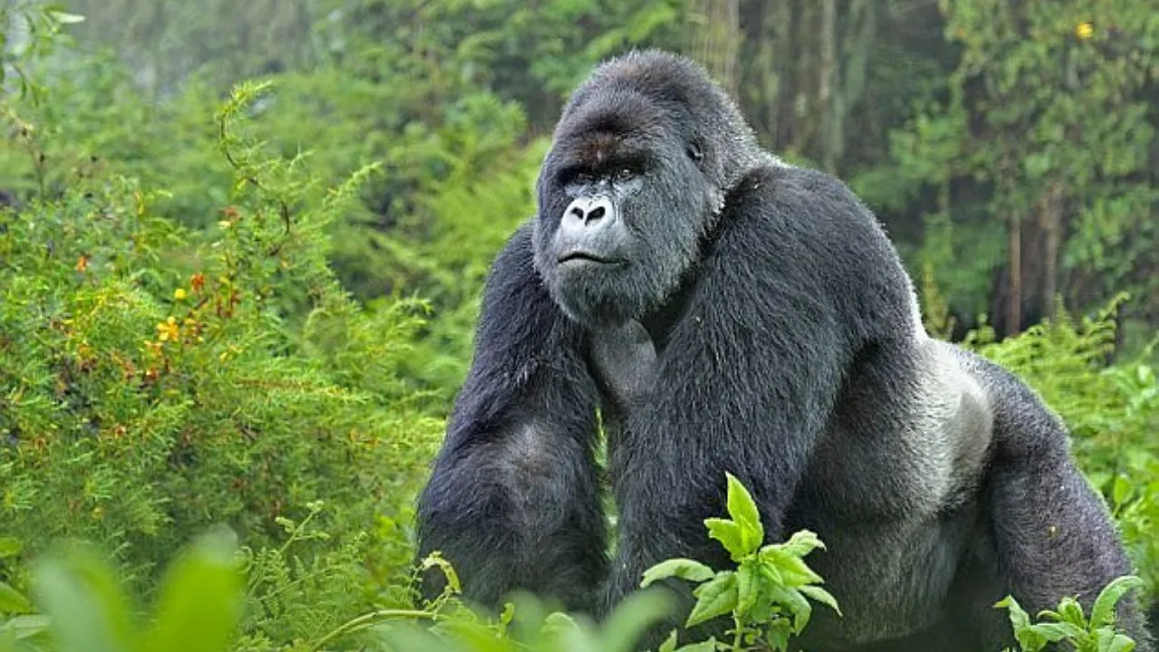 🕓Rwanda: 2-Day Volcanoes National Park Gorilla Trekking Tour