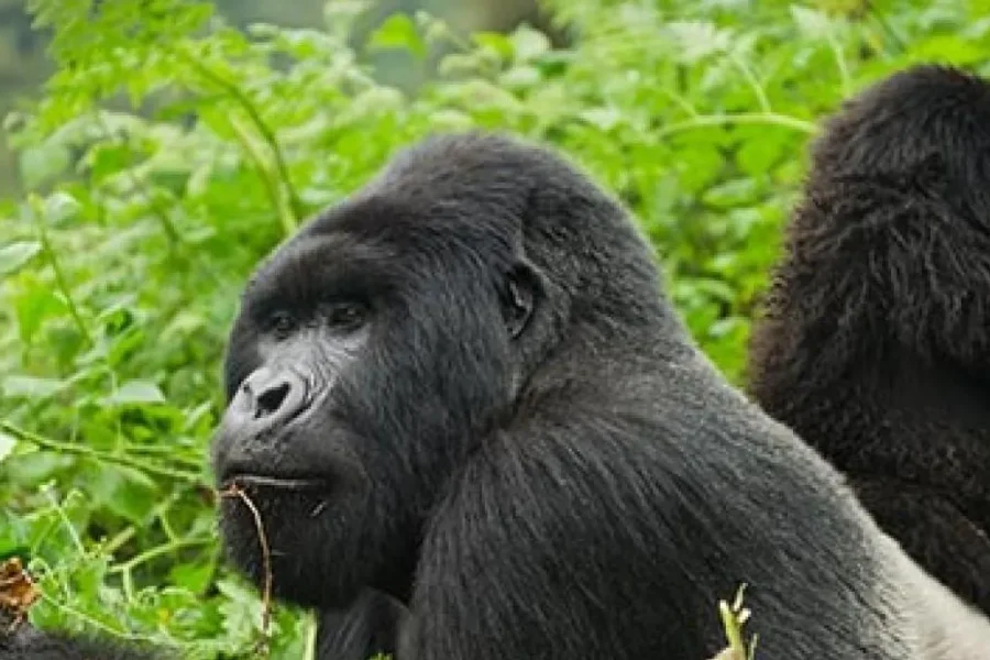 🕓Rwanda: Gorilla Trekking in Volcanoes National Park.