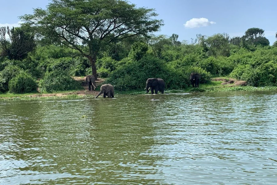 🕓Rwanda: Luxury Gorilla Safari