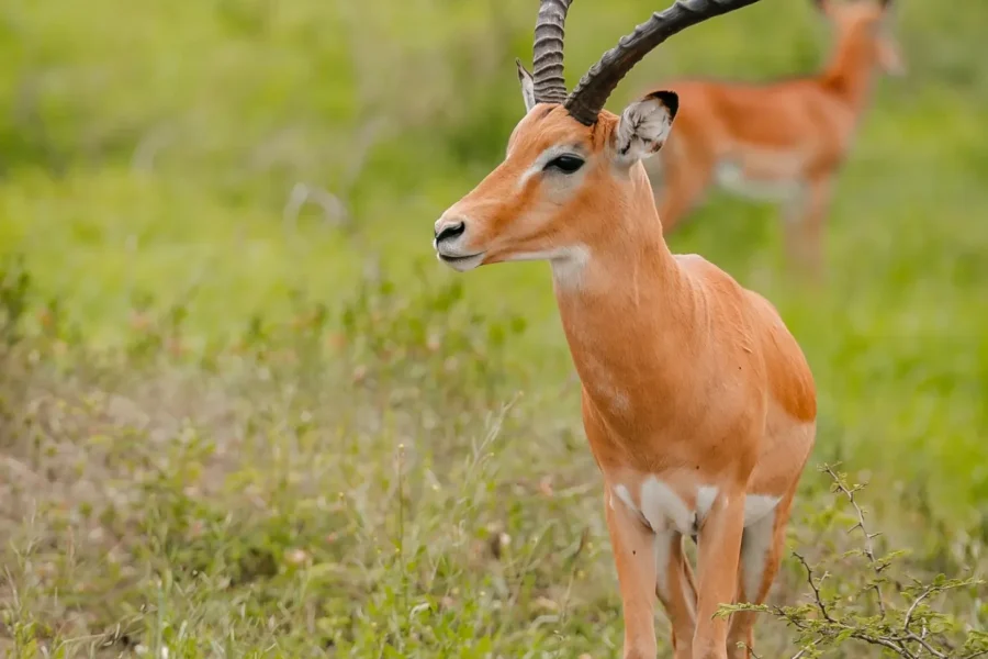🕓Rwanda: Safari trip in Akagera national park