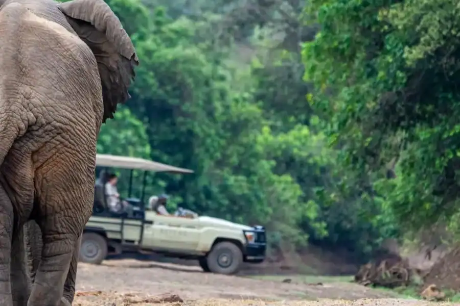 🕓Safari Game Drive in Zambezi national park