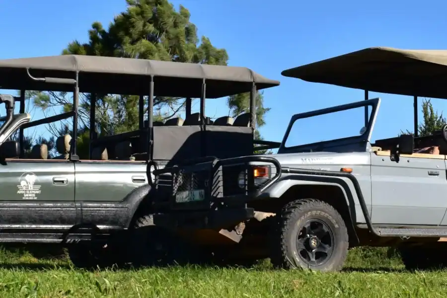 🕓Safari into Schotia Half Day Tour
