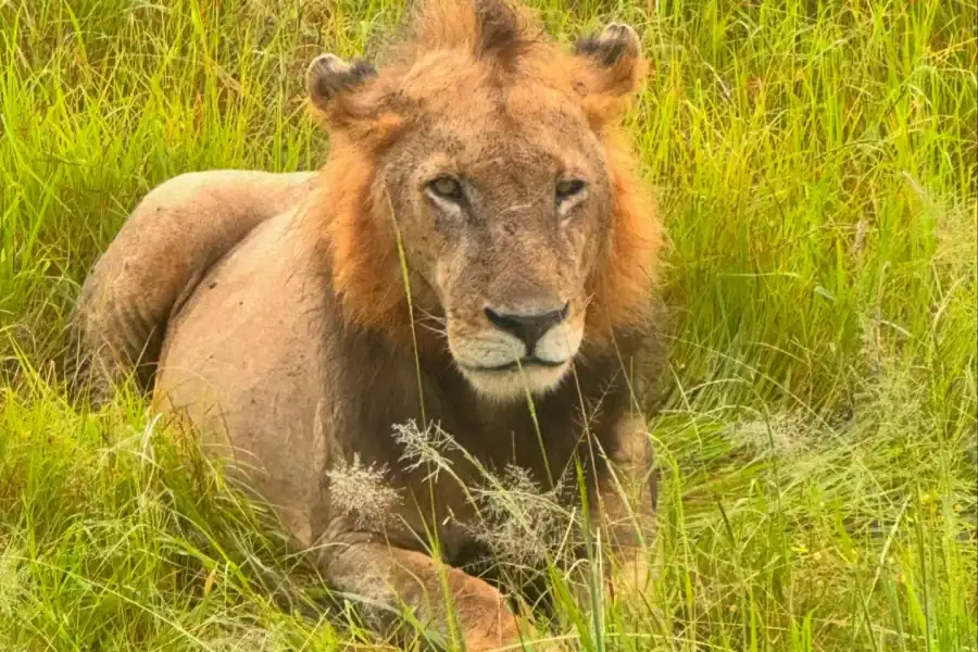 🕓SAFARI WILDLIFE FROM ZANZIBAR TO MIKUMI 3 DAYS AND 2 NIGHTS