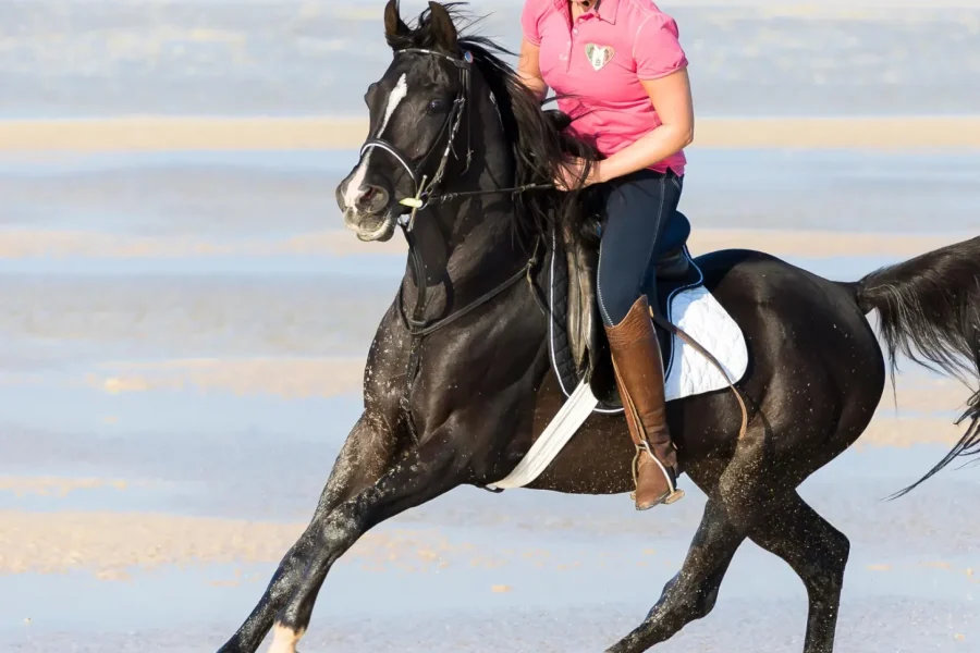 🕓Sahl Hasheesh: Desert& Sea Horse Ride w/Optional Swimming