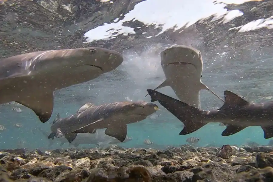 🕓Sal Island: Lemon Shark Watching Eco-Tour from Santa Maria