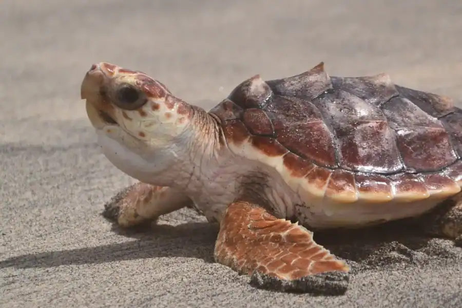 🕓Sal Island: Sea Turtle Watching Experience from Santa Maria