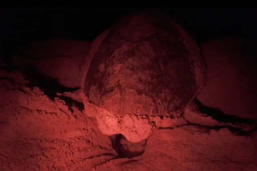 🕓Sal: Sea Turtle Nesting Tour with Marine Biologist