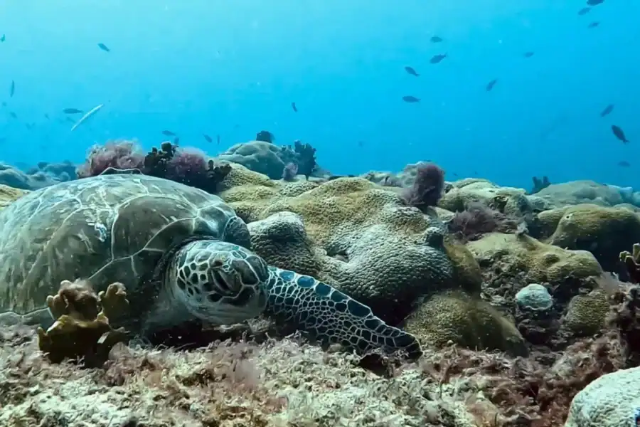 🕓Sal: Sea Turtle Snorkeling Tour with Guide