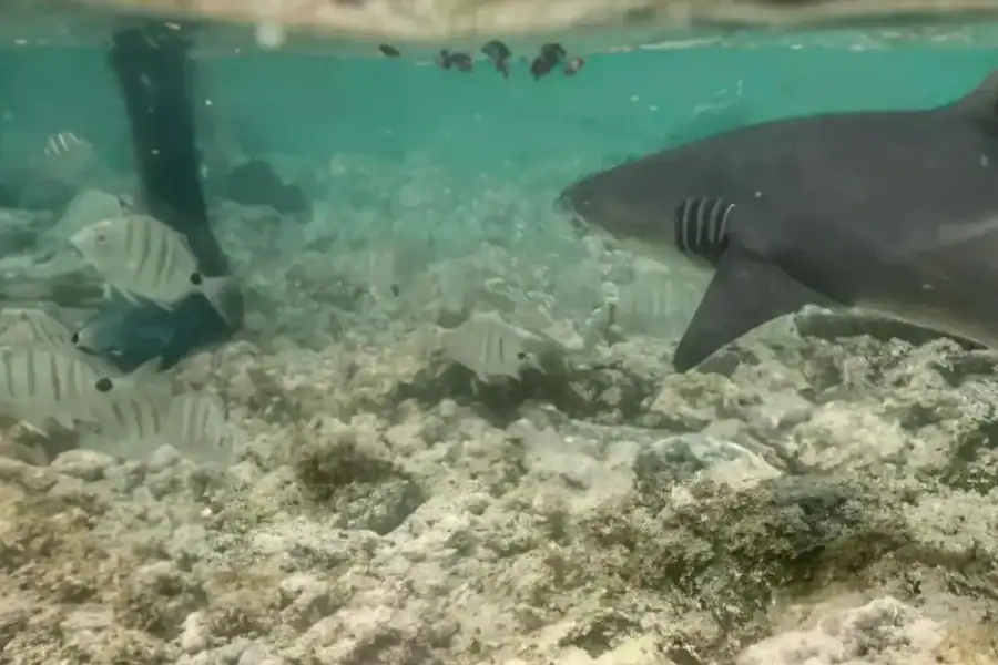 🕓Sal: Shark Bay and Salt Lake Private Tour with Pickup