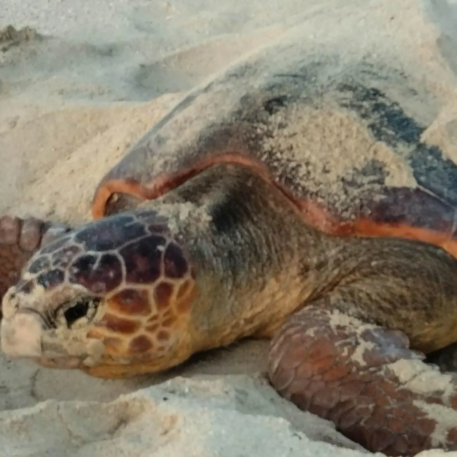 🕓Santa Maria: Sal Island Sea Turtle Watching Experience