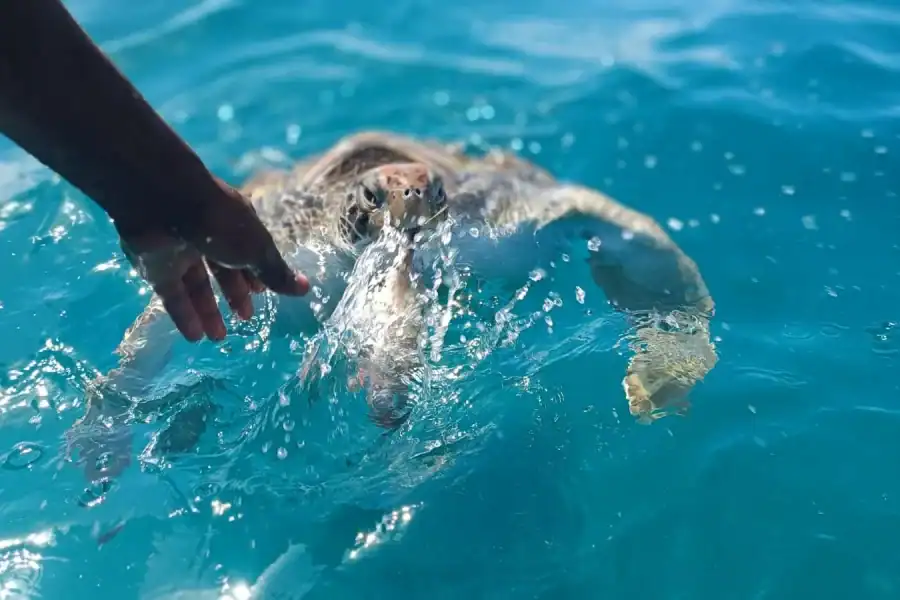 🕓São Vicente: Swimming and Snorkeling Tour with Sea Turtles
