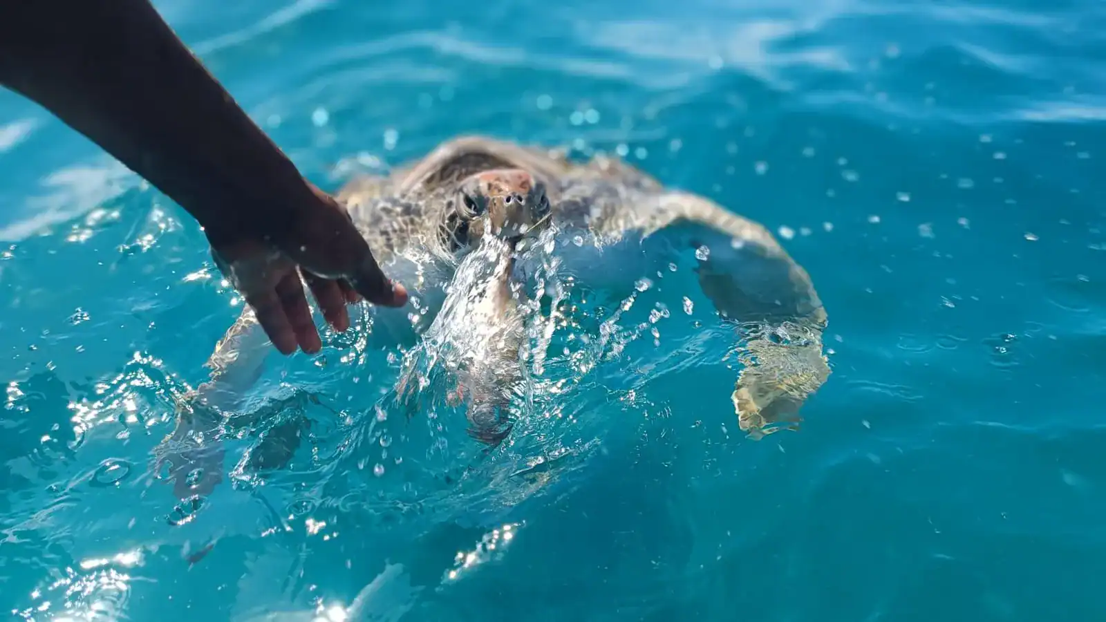 🕓São Vicente: Swimming and Snorkeling Tour with Sea Turtles