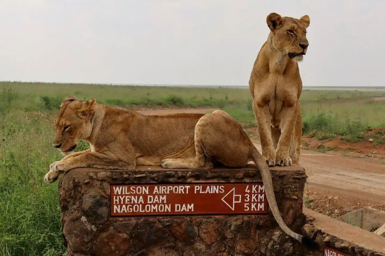 🕓Savannah to Sanctuary: Elephants& Giraffes Safari Tour