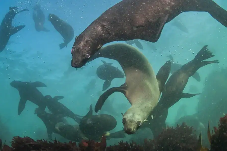 🕓Seal snorkeling in Langebaan, near Cape Town
