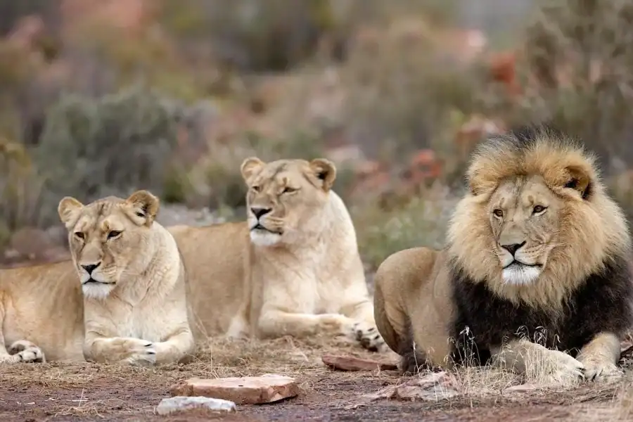 🕓Self drive Aquila Safari Reserve Early Morning Game Drive